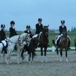Alle pony wannaars